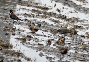 群れのムナグロ