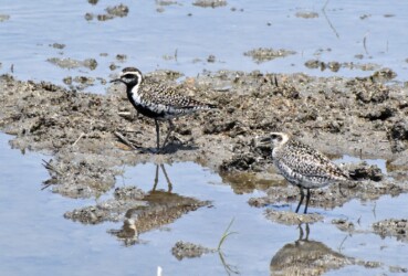 群れのムナグロ