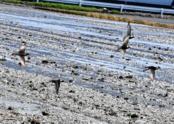 飛翔するムナグロ