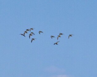 飛翔するムナグロ