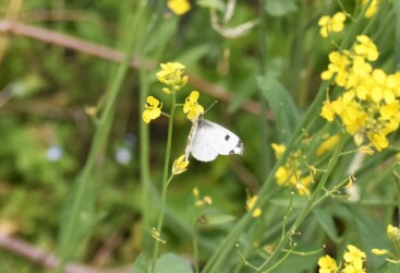 吸蜜するツマキチョウのメス