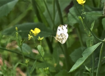 吸蜜するツマキチョウのメス