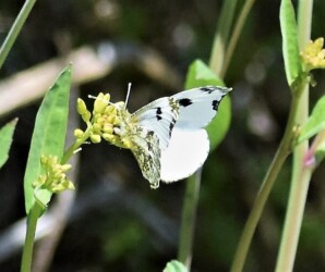 蕾に産卵するツマキチョウのメス