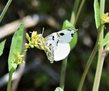 蕾に産卵するツマキチョウのメス