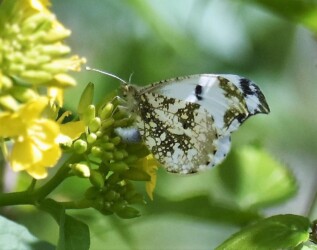 蕾に産卵するツマキチョウのメス