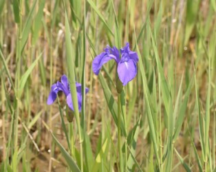 ①船頭平河川公園のカキツバタ