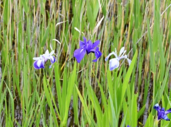 ①船頭平河川公園のカキツバタ