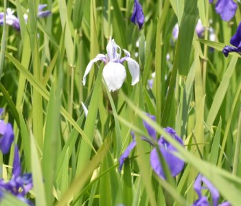 ①船頭平河川公園のカキツバタ