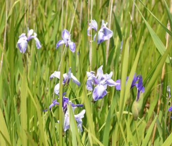 ①船頭平河川公園のカキツバタ