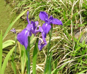 ②知立市八橋のカキツバタ