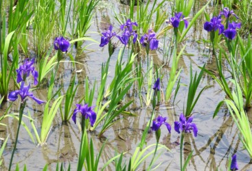 ②知立市八橋のカキツバタ