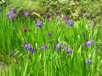 ②知立市八橋のカキツバタ
