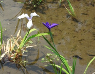 ②知立市八橋のカキツバタ