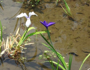 ②知立市八橋のカキツバタ