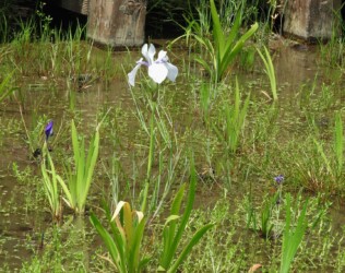 ②知立市八橋のカキツバタ