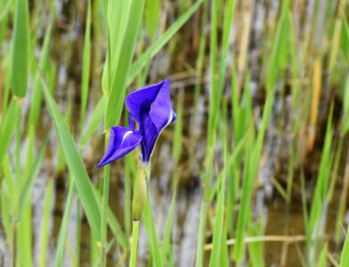 ②知立市八橋のカキツバタ