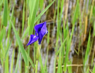 ②知立市八橋のカキツバタ