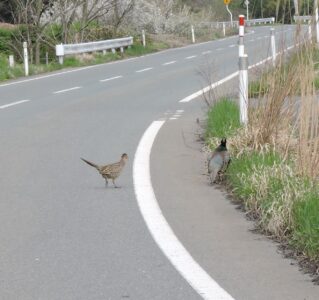 オスとメス