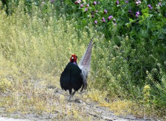 ③鳴いた後は尻尾を上げる