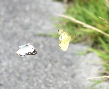 飛翔中のオスとメス