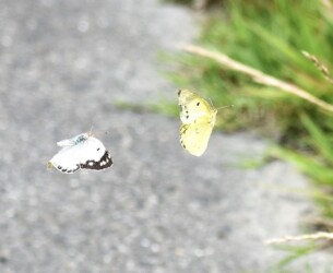 飛翔中のオスとメス