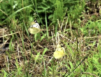 飛翔中のオスとメス