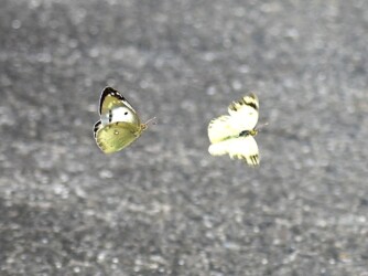 飛翔中のオスとメス