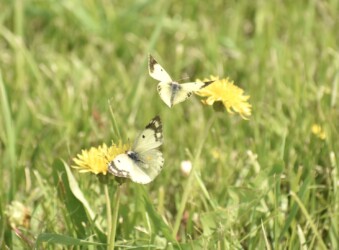 メスの上を飛び回るモンキチョウのオス