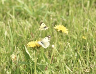 メスの上を飛び回るモンキチョウのオス
