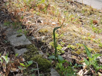 天童のカラスビシャク