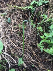 天童のカラスビシャク