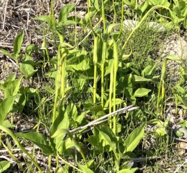 群生するカラスビシャク