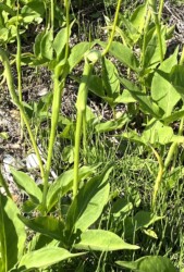 群生するカラスビシャク