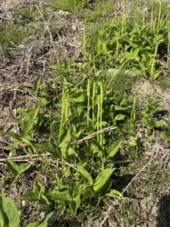群生するカラスビシャク