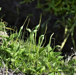 群生するカラスビシャク
