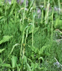 群生するカラスビシャク