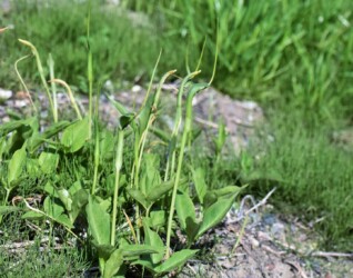 群生するカラスビシャク