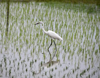 ダイサギ