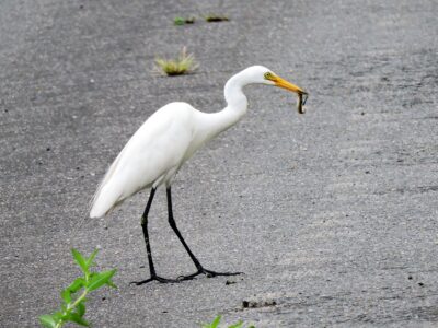 チュウサギ