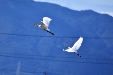 チュウサギとコサギ
