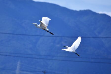 チュウサギとコサギ