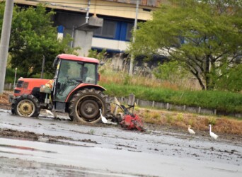 トラクターの後を追いかけるサギたち
