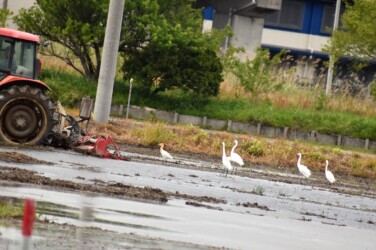 トラクターの後を追いかけるサギたち