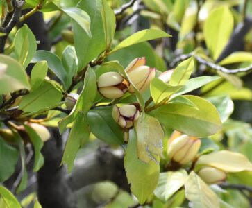 愛知県緑化センターで
