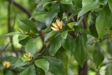 愛知県緑化センターで