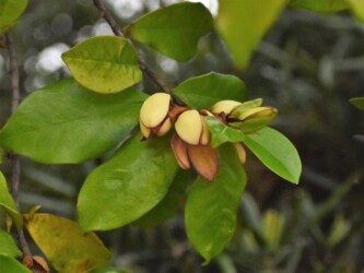 カラタネオガタマ