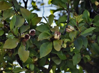 カラタネオガタマ