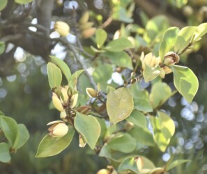 カラタネオガタマ