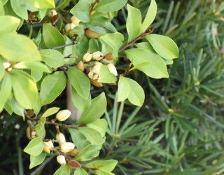 カラタネオガタマ