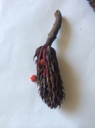 ホオノキの袋果と種